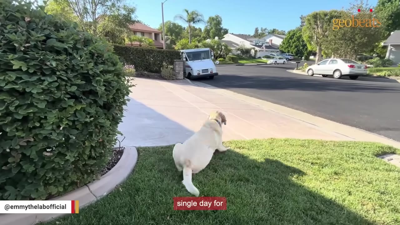 A yellow Labrador retriever sits on a green lawn, looking down the street toward a mail truck parked in the distance.