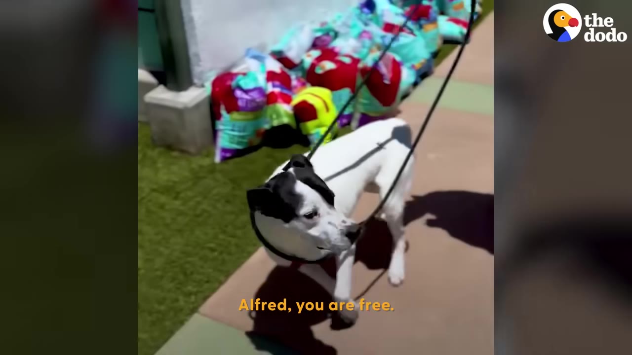 A black and white dog on a leash stands on a walkway with bags of pet food in the background, with the caption 'Alfred, you are free.'