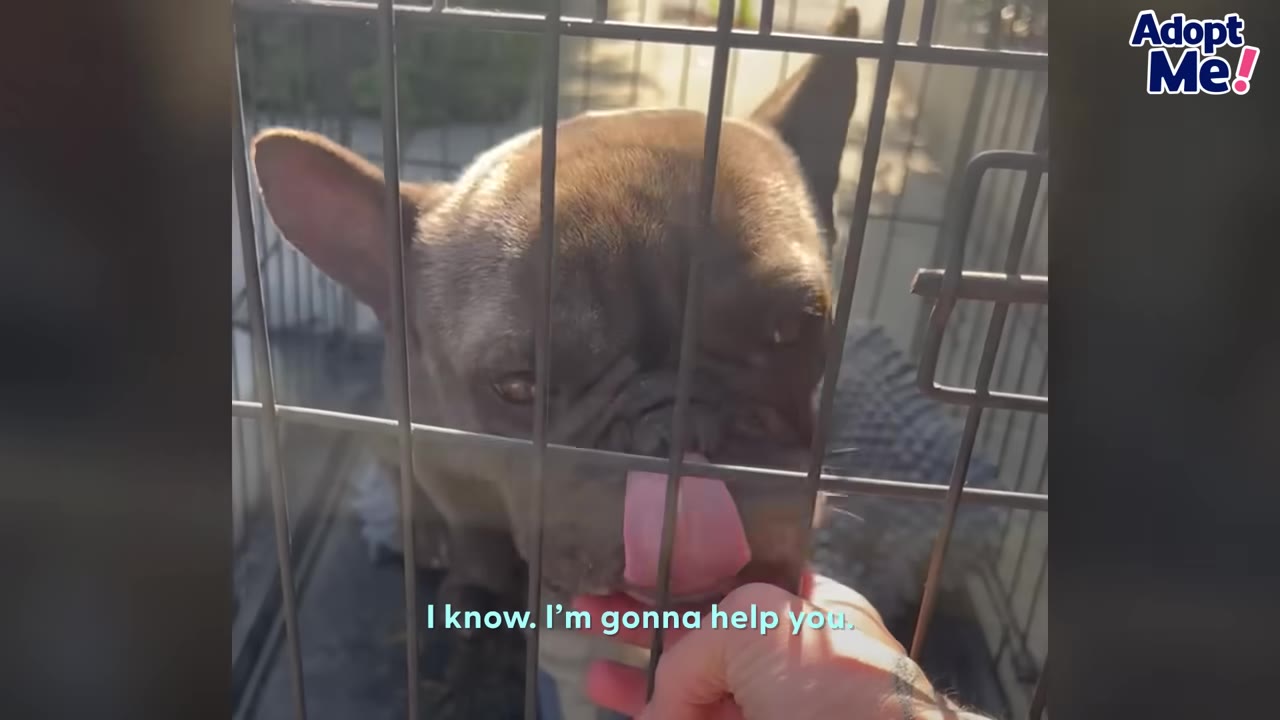 A close-up of a brown French bulldog inside a wire crate, licking the fingers of a hand reaching in to comfort it, with the subtitle 'I know. I'm gonna help you.' at the bottom.
