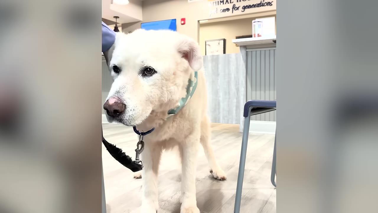 A sad-looking, senior white dog with a light blue collar stands indoors, looking downcast.