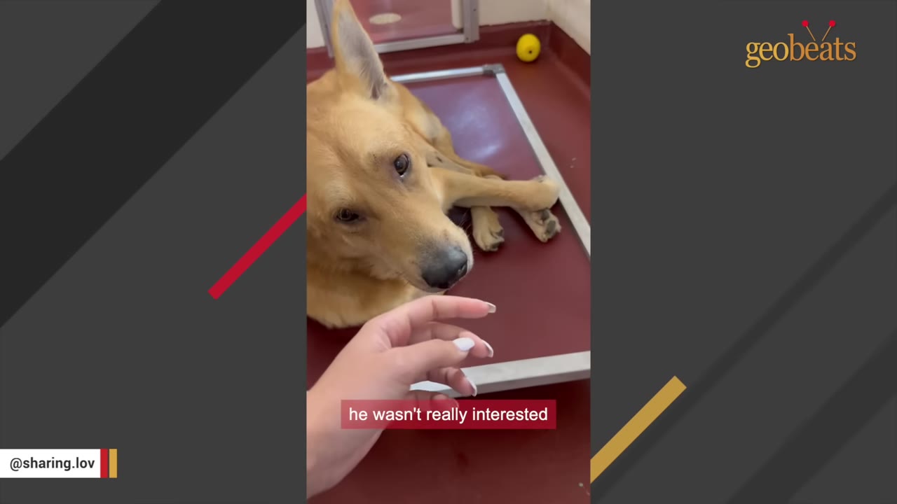 A close-up shot of a light brown dog lying on a raised bed in a kennel, looking up as a person's hand reaches out gently toward him.
