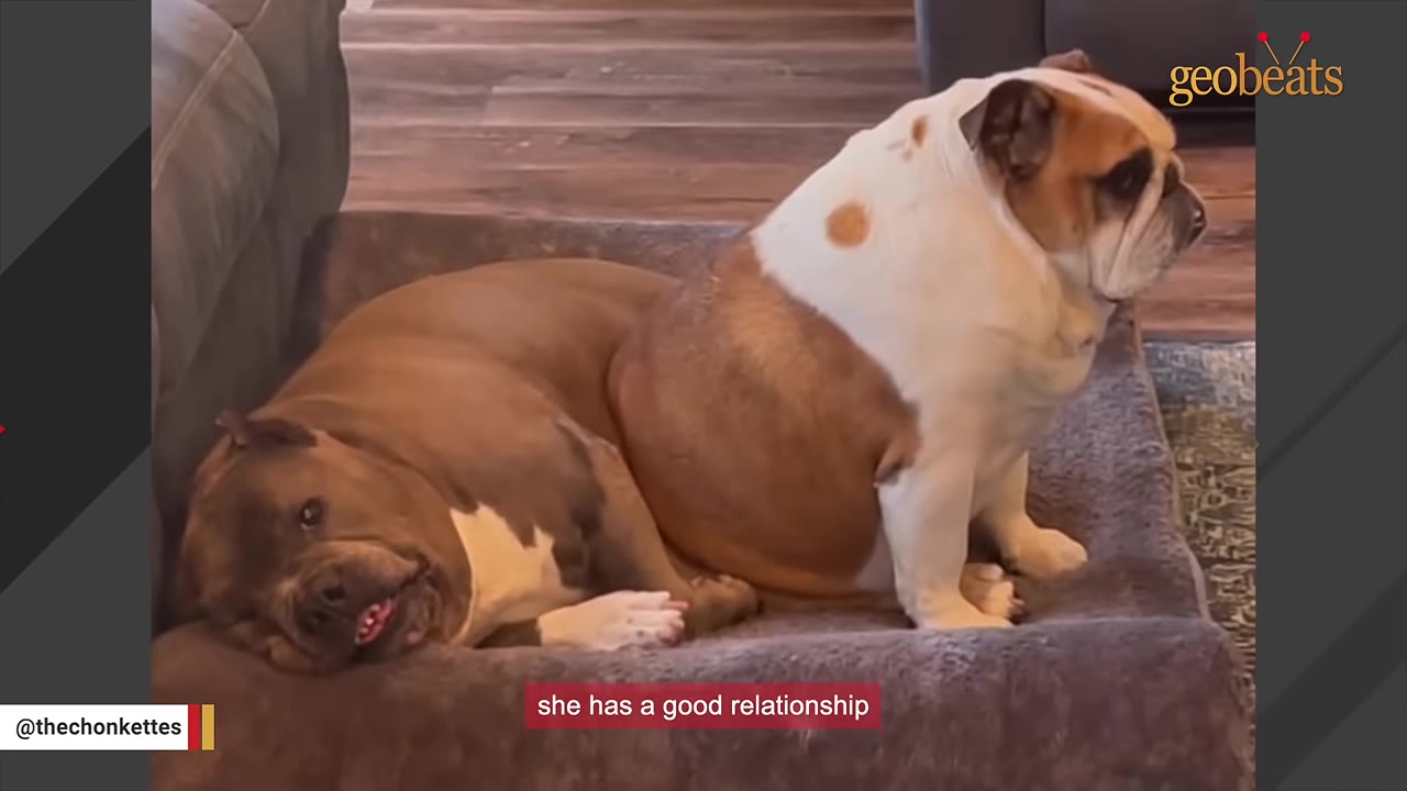 A brown and white pit bull lies relaxed on a dog bed next to a sitting bulldog.