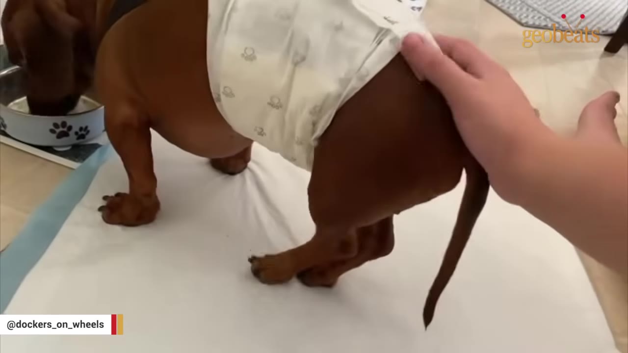 A close-up shot of a brown dachshund wearing a white dog diaper while standing on a training pad, with a person's hand gently resting on its back.
