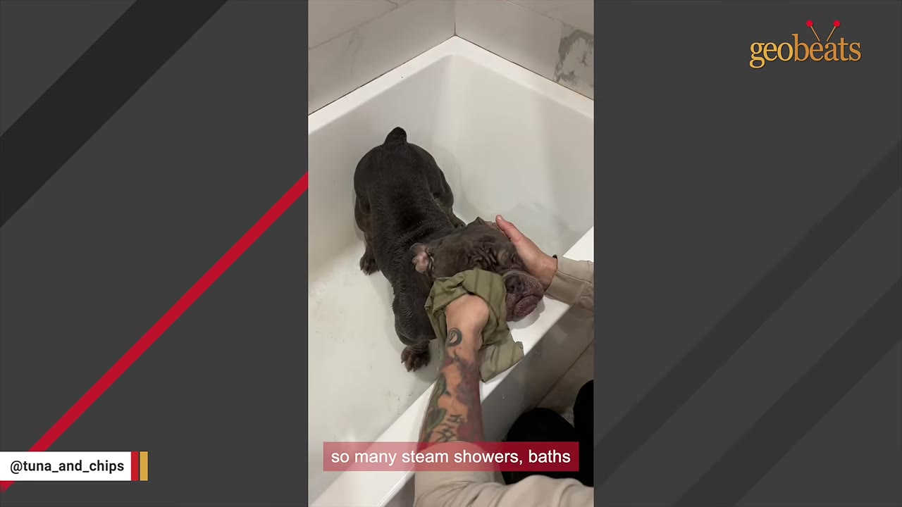 A dark-colored bulldog stands in a white bathtub while a person with tattooed arms gently wipes its face with a green cloth.