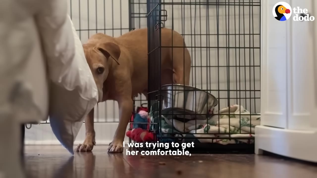 A tan dog cautiously steps out of a wire crate onto a wooden floor in a quiet room.