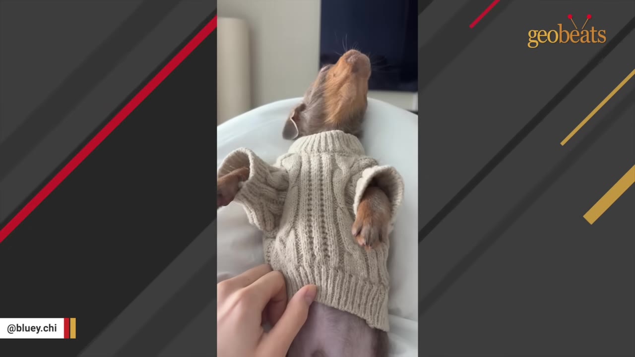 A person's hand gently touches a small brown chihuahua wearing a beige knit sweater as it lies on its back.