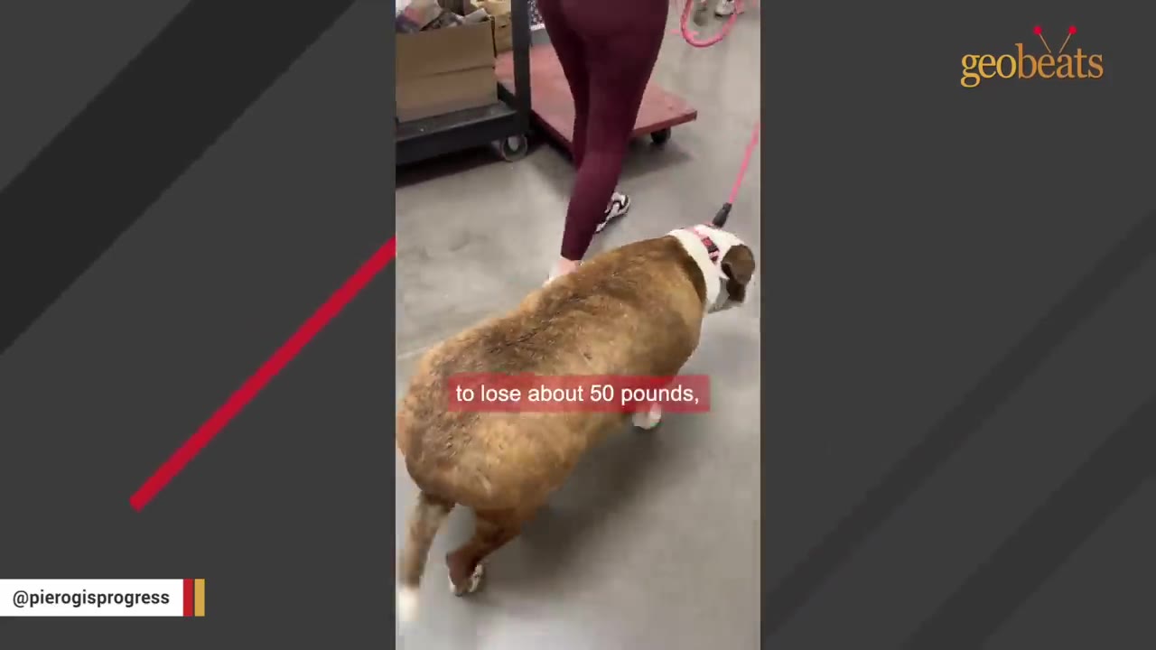 A large brindle bulldog wearing a pink collar and leash walks alongside a person in maroon leggings.