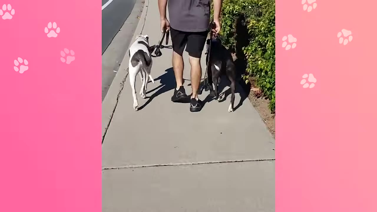 A man seen from behind walking two dogs on leashes along a concrete sidewalk next to a green hedge.
