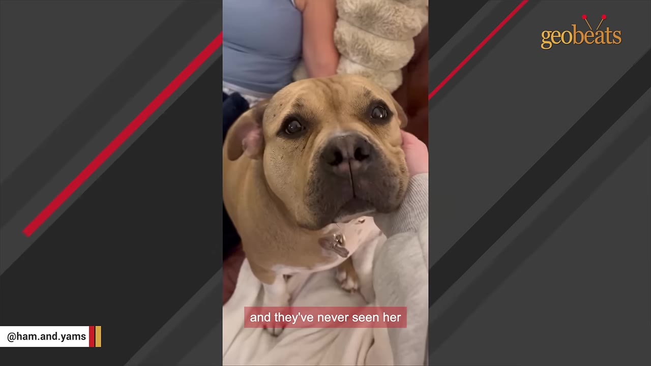A tan dog with wide, anxious eyes looks up timidly while being gently petted on the side of her face.