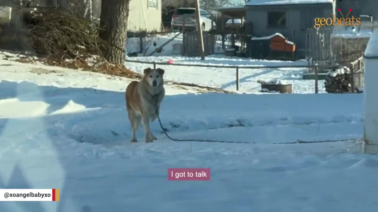 A medium-sized tan and white dog stands chained in a snowy yard, looking directly at the camera.