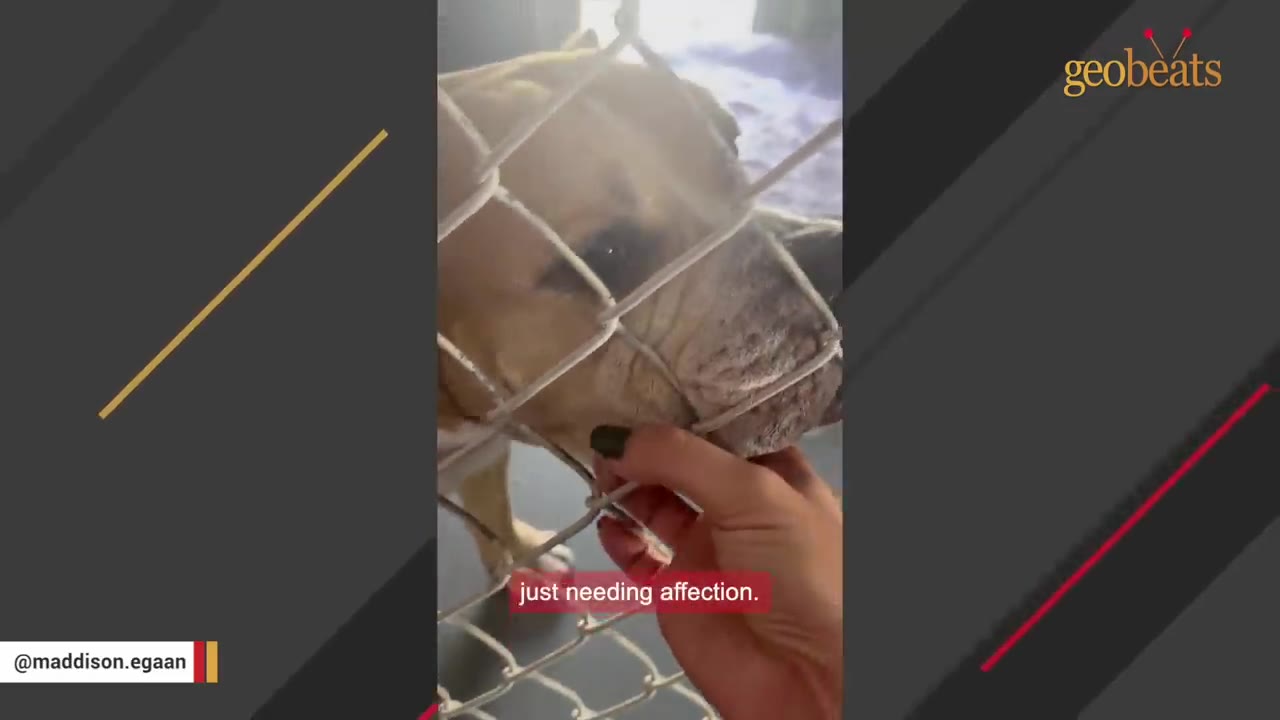 A tan dog behind a chain-link fence has its snout gently touched by a person's hand.