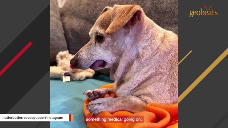 Nevada Dog Was Surrendered Because His Back Legs Didn’t Work, Then A Birthday Weekend Took A Turn