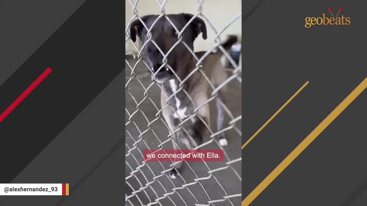 A dark-colored dog stands behind a chain-link fence inside a shelter kennel.