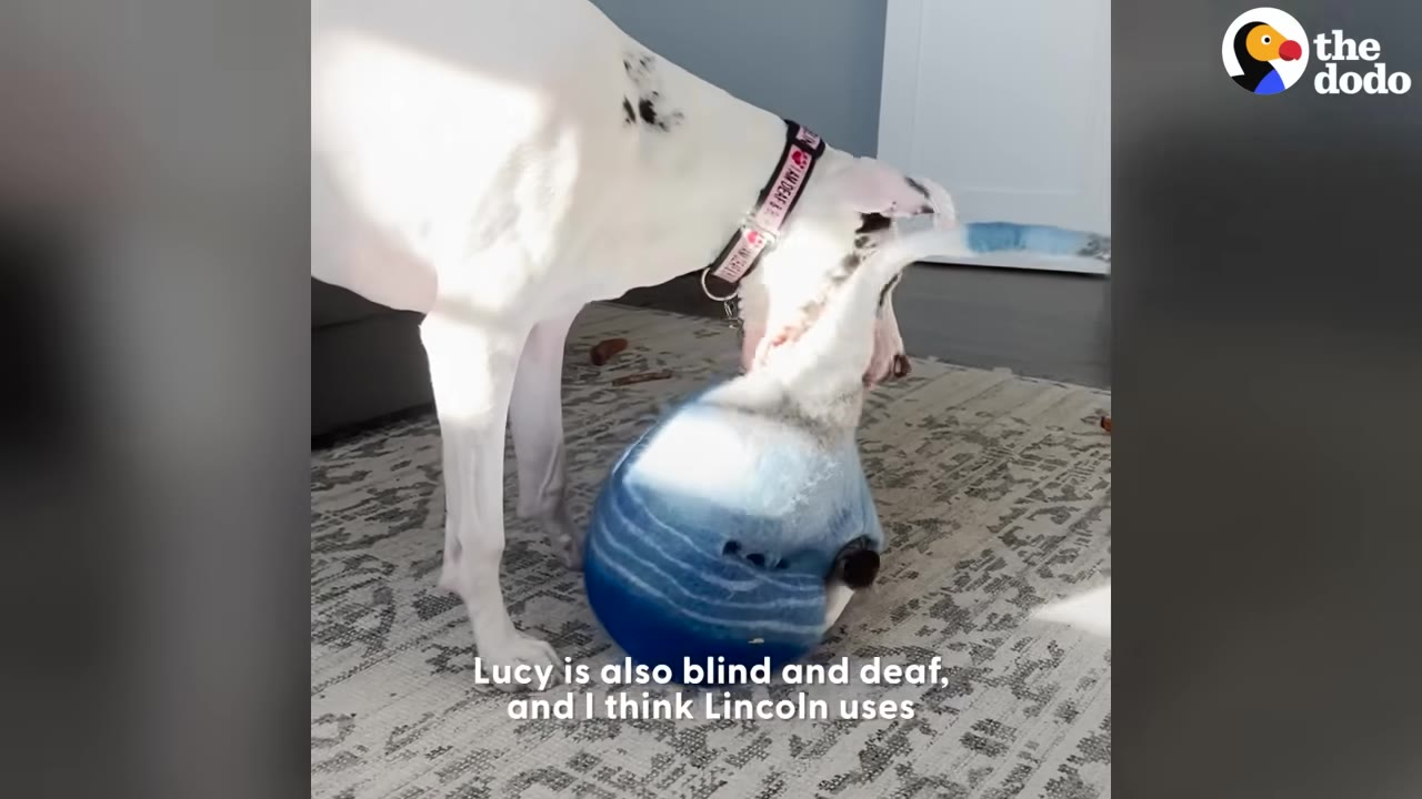 A white dog with black spots on its ears and neck, wearing a pink collar, leans down to sniff a cat inside a blue, spherical cat bed on a patterned rug.