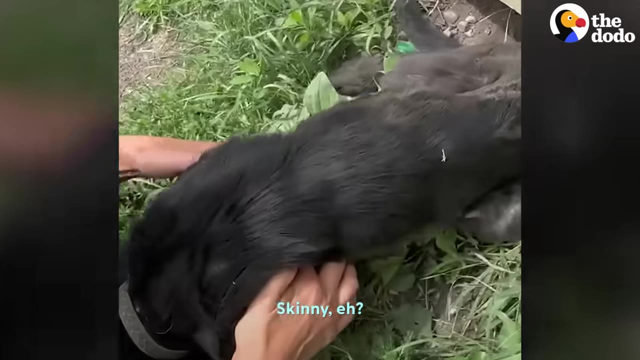A person's hands gently feel the back of a very thin black dog lying in the grass, with a subtitle that reads 'Skinny, eh?'.