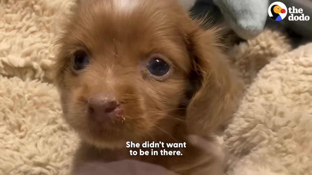 A close-up shot of a small brown puppy looking alertly at the camera while resting on a soft beige blanket.