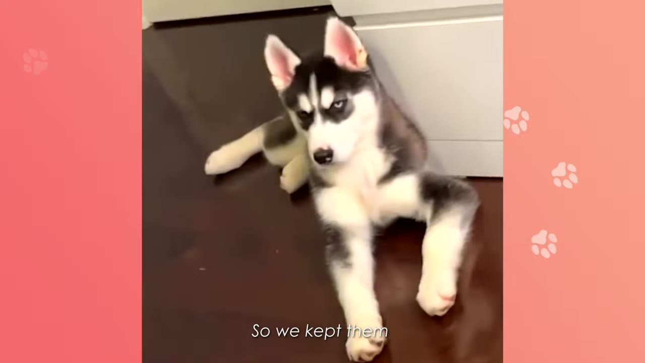 A black and white husky puppy lying on a dark wooden floor, looking up with a curious expression.