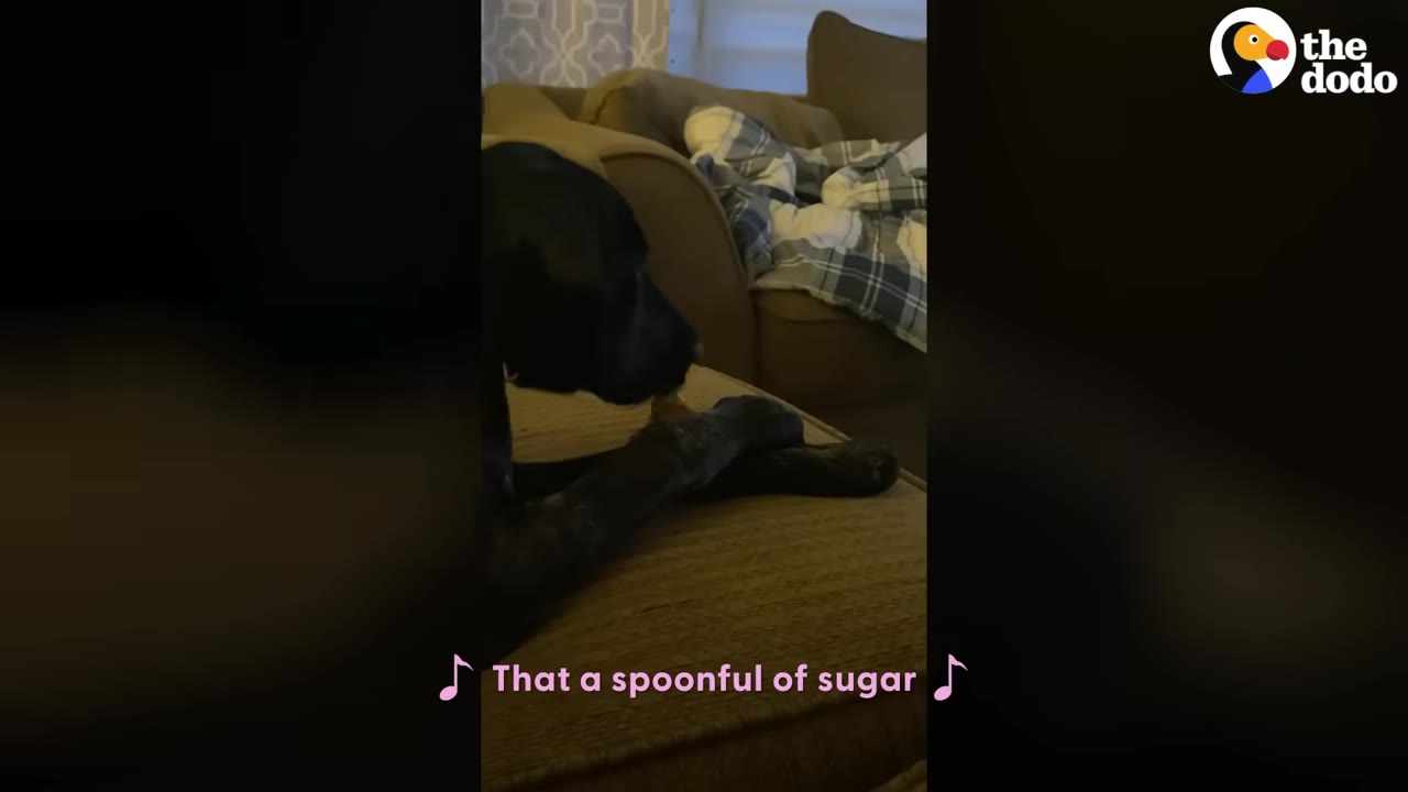 A black dog sits on a couch with subtitles on the screen reading 'That a spoonful of sugar'.