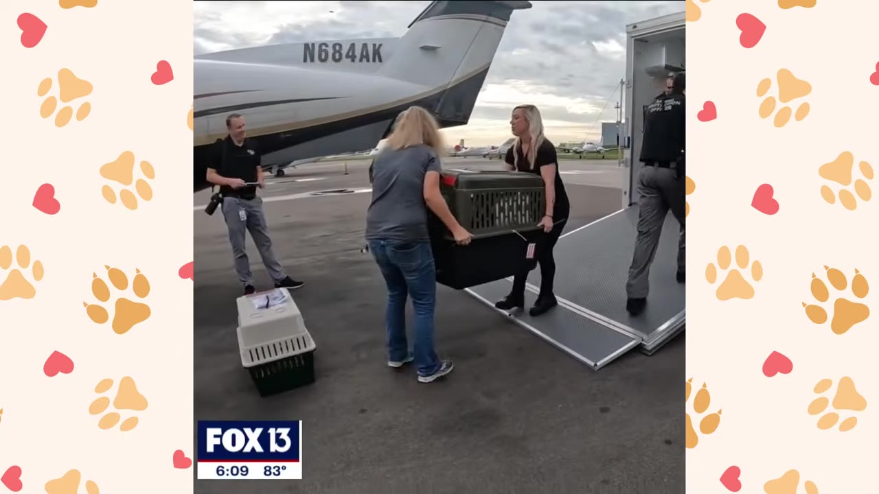 Two women carry a large pet crate down a ramp from a plane on an airfield, while other crates sit nearby.