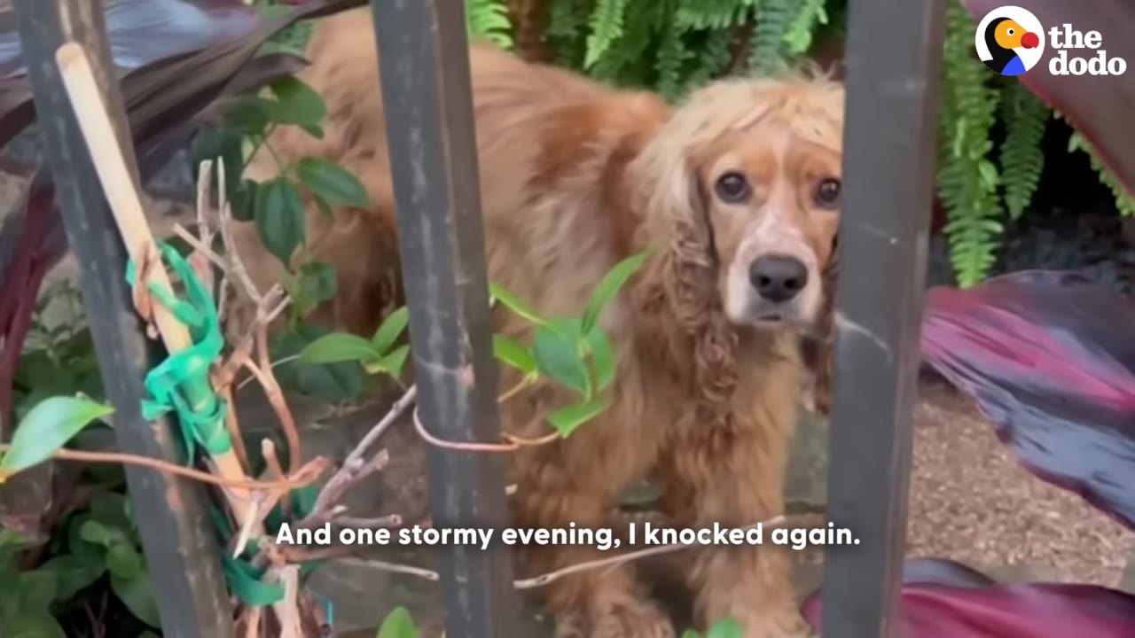 A fluffy golden cocker spaniel stands behind a metal gate, looking directly at the camera with wide, curious eyes.