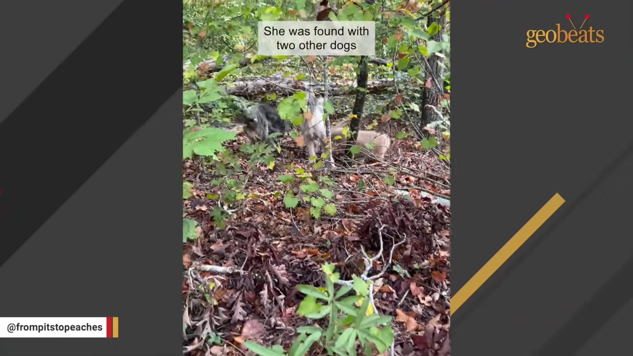 Three dogs standing among trees and fallen leaves in a wooded area, with text overlay reading 'She was found with two other dogs'.