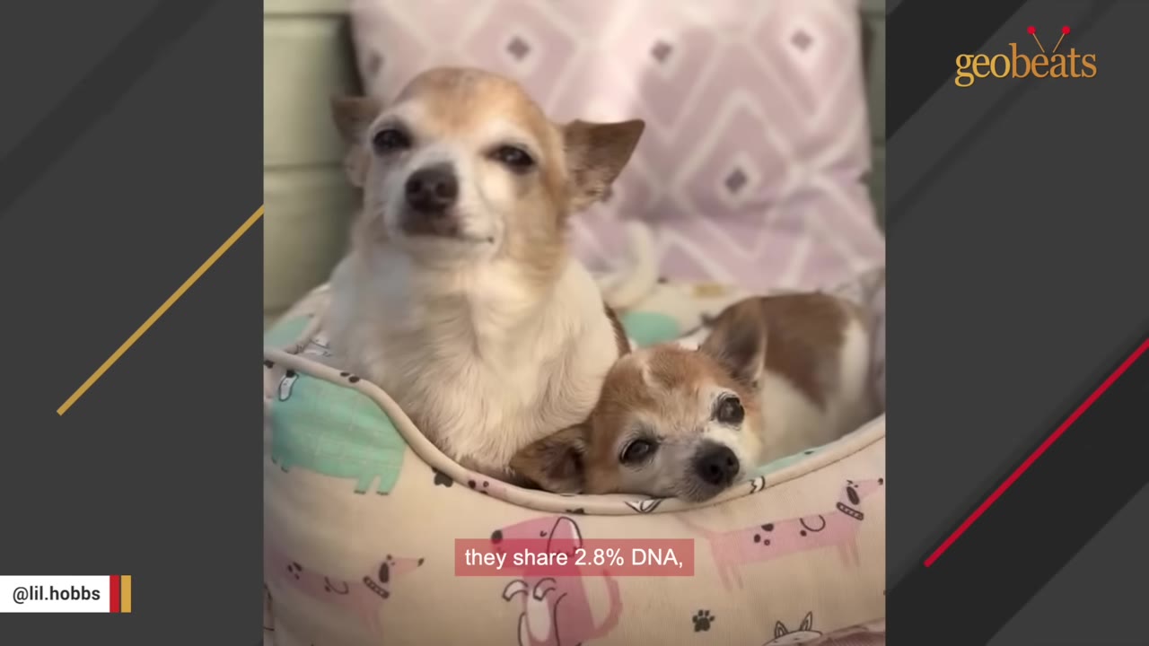 Two small, similar-looking Chihuahua dogs sitting together in a patterned dog bed, with a subtitle reading 'they share 2.8% DNA,'.