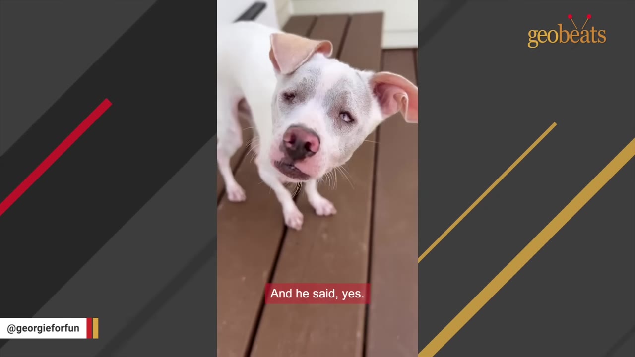 A close-up shot of a white and grey dog with floppy ears standing on a wooden deck, looking up with a gentle expression.