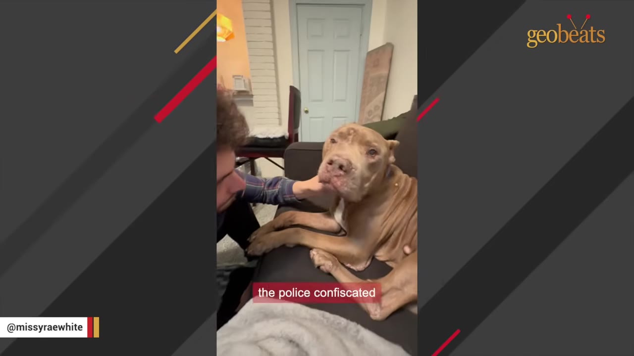 A thin, senior brown dog lies on a dark couch while a man gently pets its chin, with a caption overlay reading 'the police confiscated'.