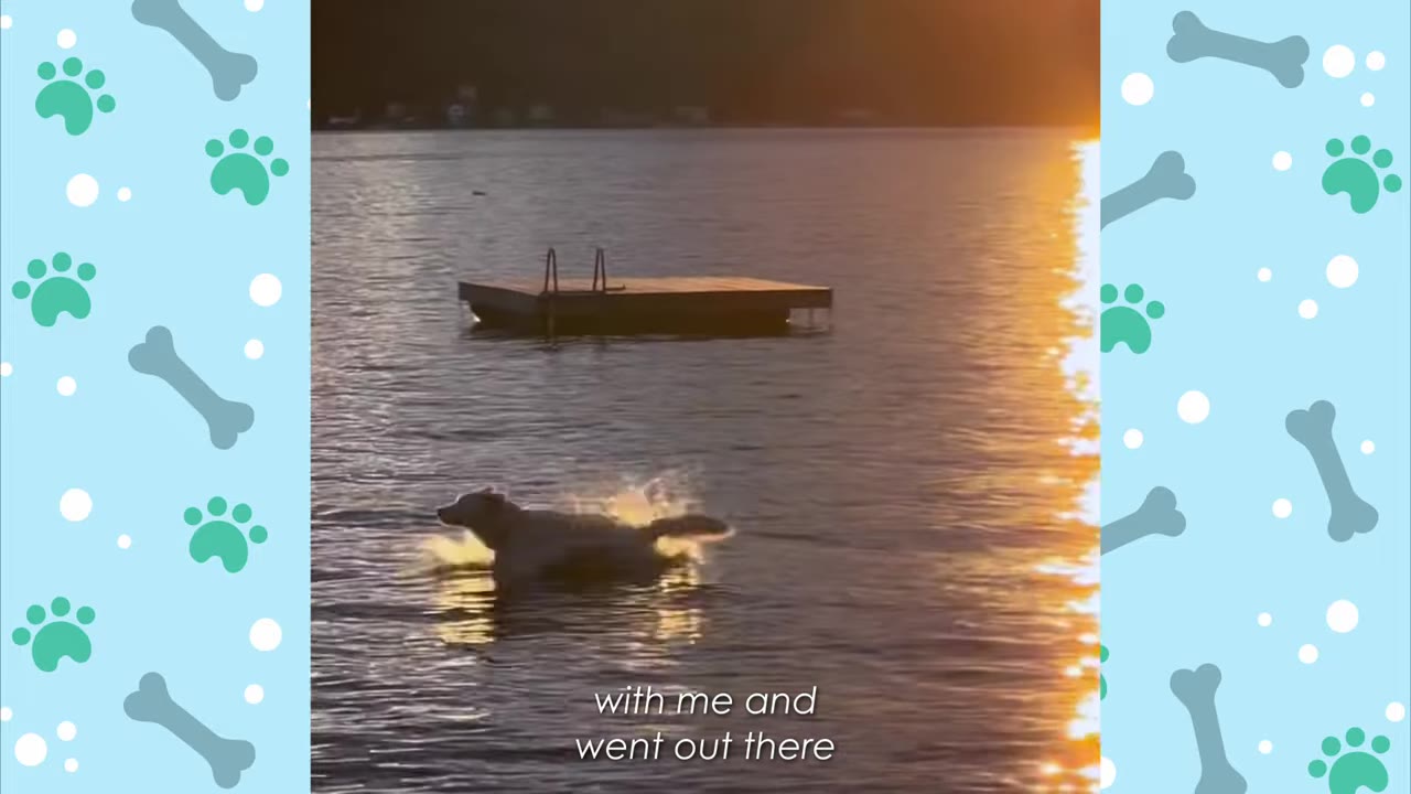 A dog swimming and splashing in a calm lake during sunset, with a floating wooden dock in the background.
