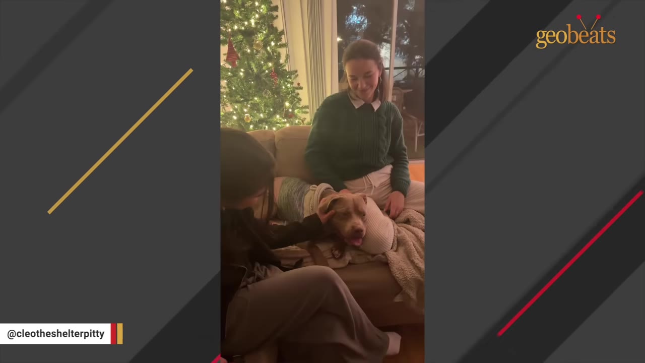 A brown pit bull wearing a colorful sweater lies on a couch next to a woman in a green sweater, while being petted by another person, with a decorated Christmas tree in the background.