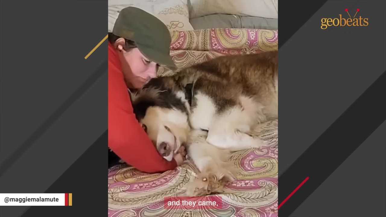 A person wearing a green cap and red long-sleeve shirt hugs a large, fluffy brown and white dog lying on a patterned bedspread.