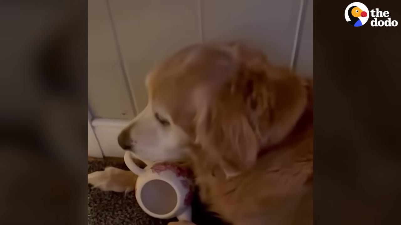 A golden retriever gently holding a white ceramic teapot with pink floral patterns in its mouth.