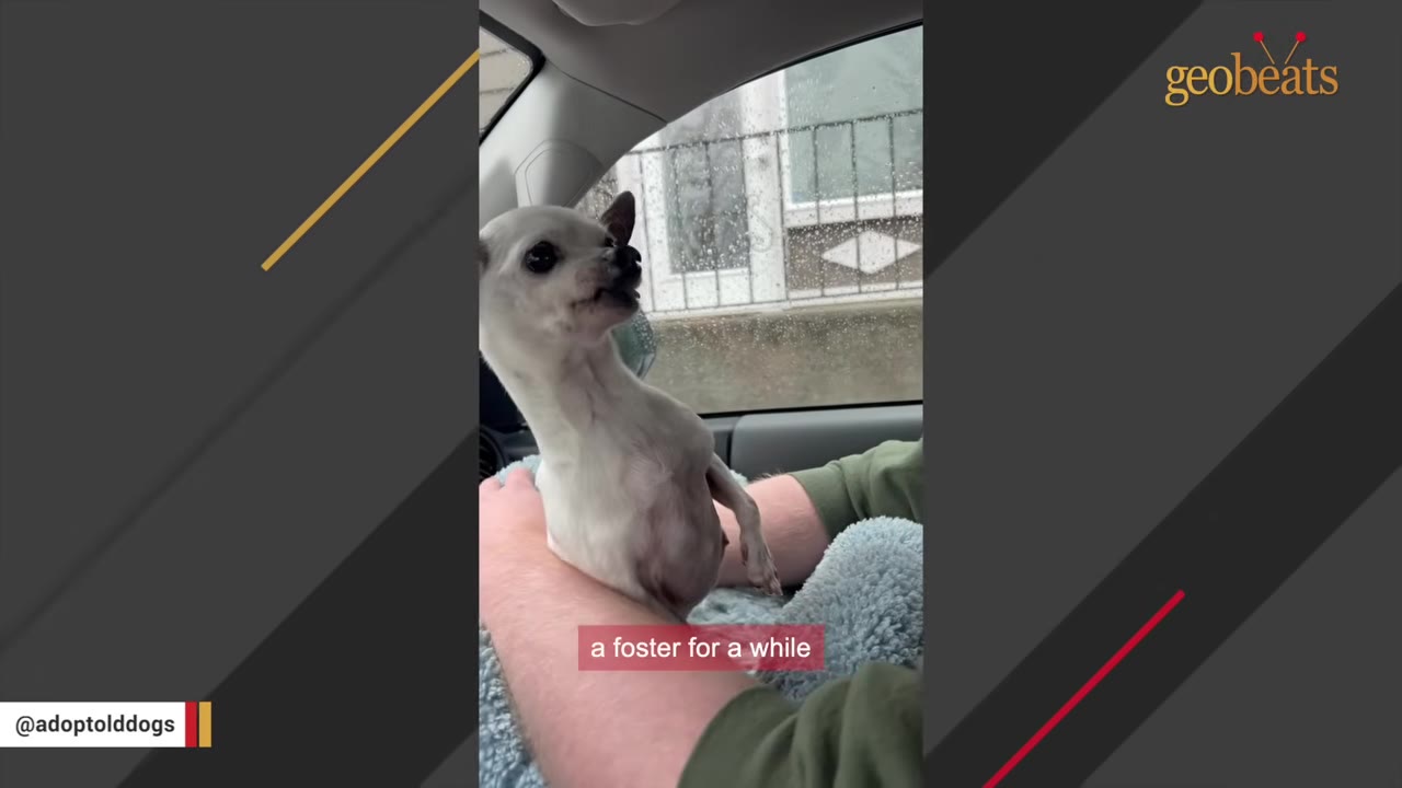 A small white dog with large dark eyes is held gently in someone's arms inside a car, looking out the window.