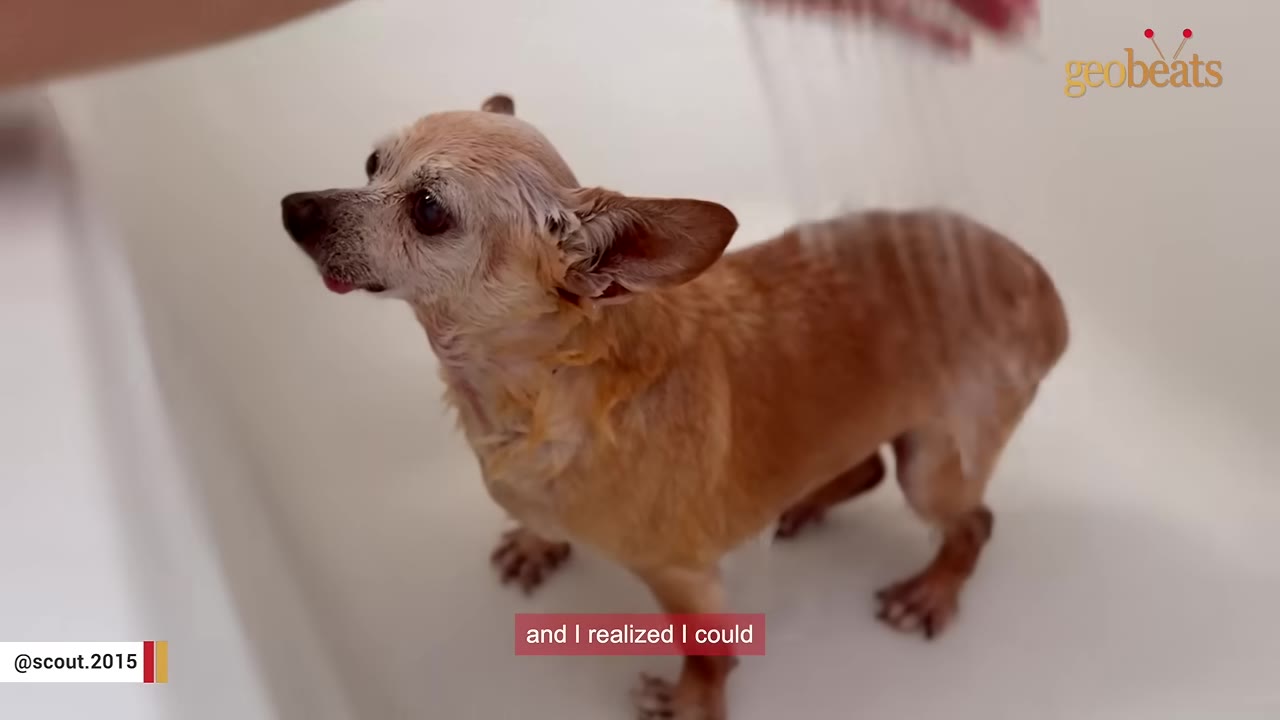 A small, senior tan Chihuahua stands in a white bathtub, looking up with wet fur as water is gently sprayed on its back.
