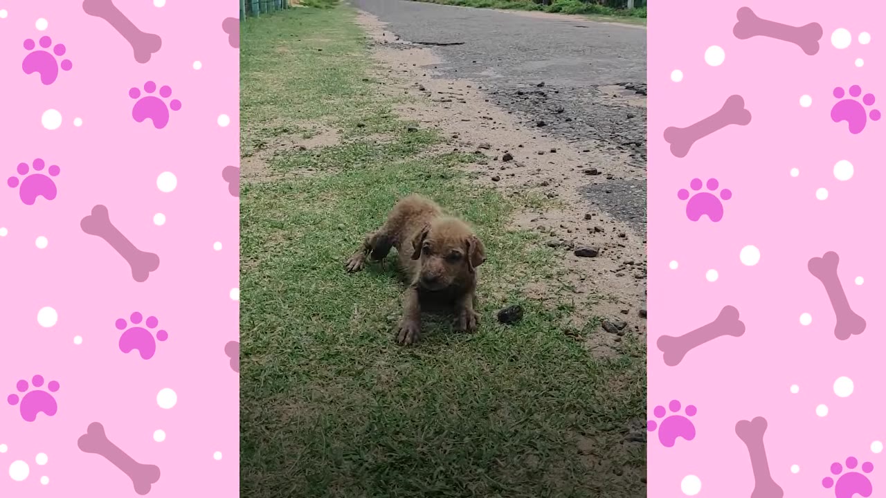 A small, thin brown puppy lies on a patch of grass next to a paved road, looking cautious and scared.