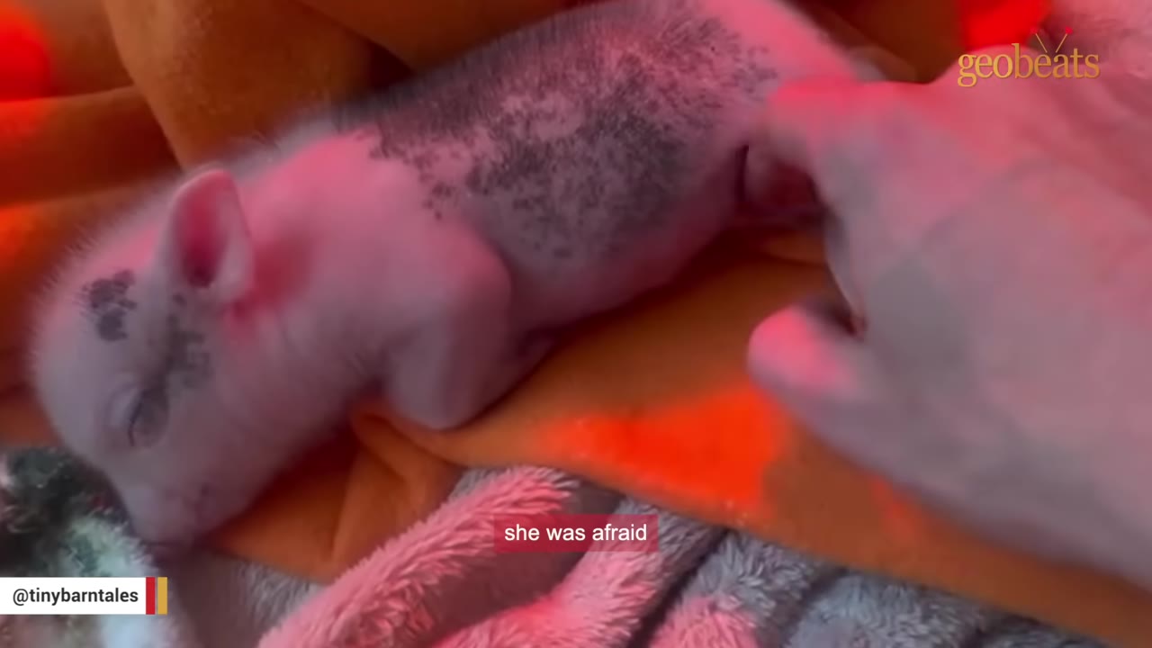 A tiny pink and grey piglet lies on an orange blanket under a warm red light while a hand gently touches its back, with a subtitle reading 'she was afraid'.