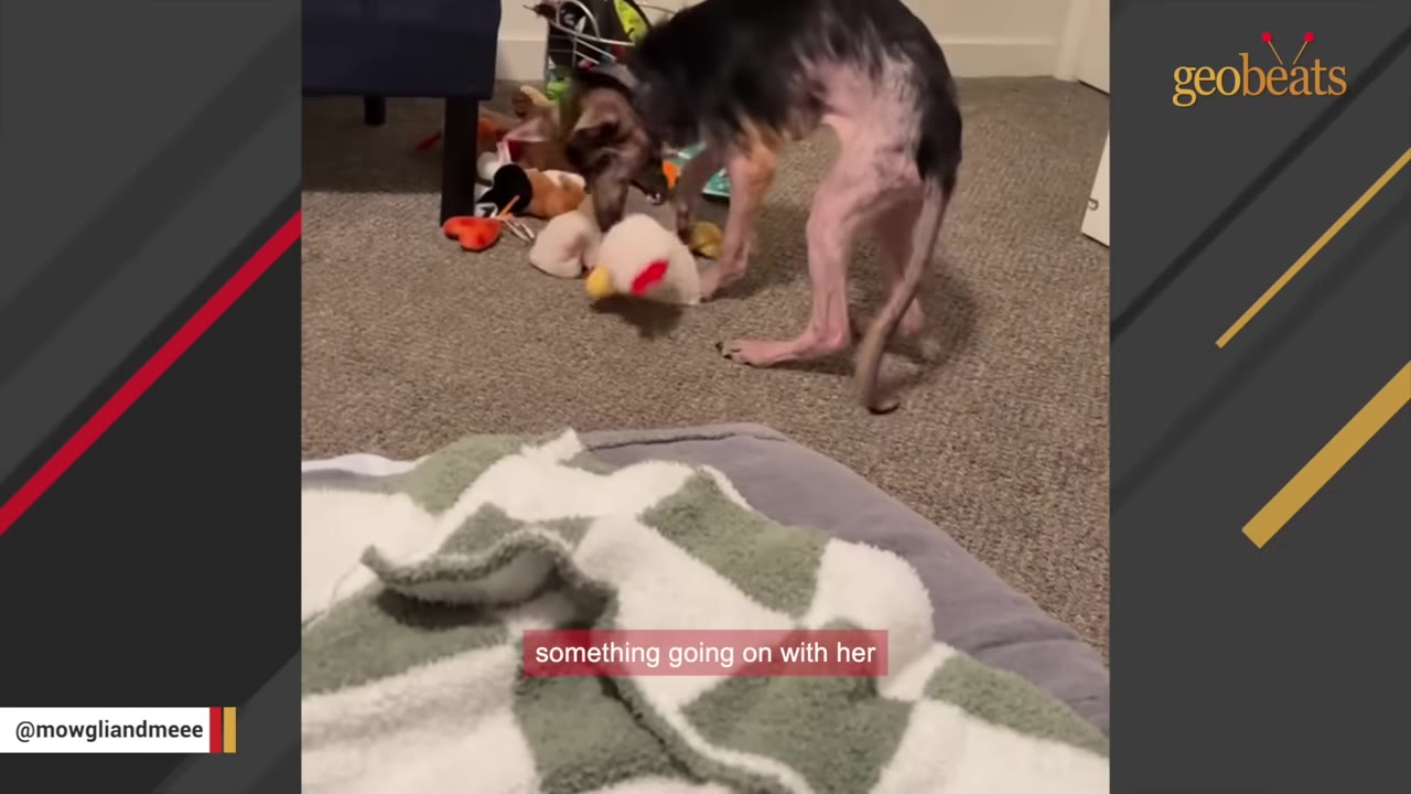 A small, hairless dog with thin legs and dark patches of fur on its back stands on a carpeted floor next to some plush toys.