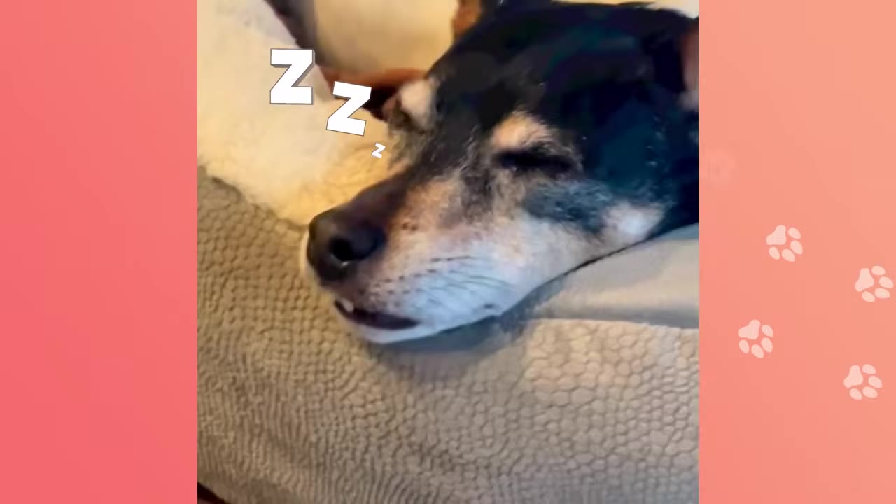 A close-up of a black and tan dog sleeping peacefully on a soft dog bed.