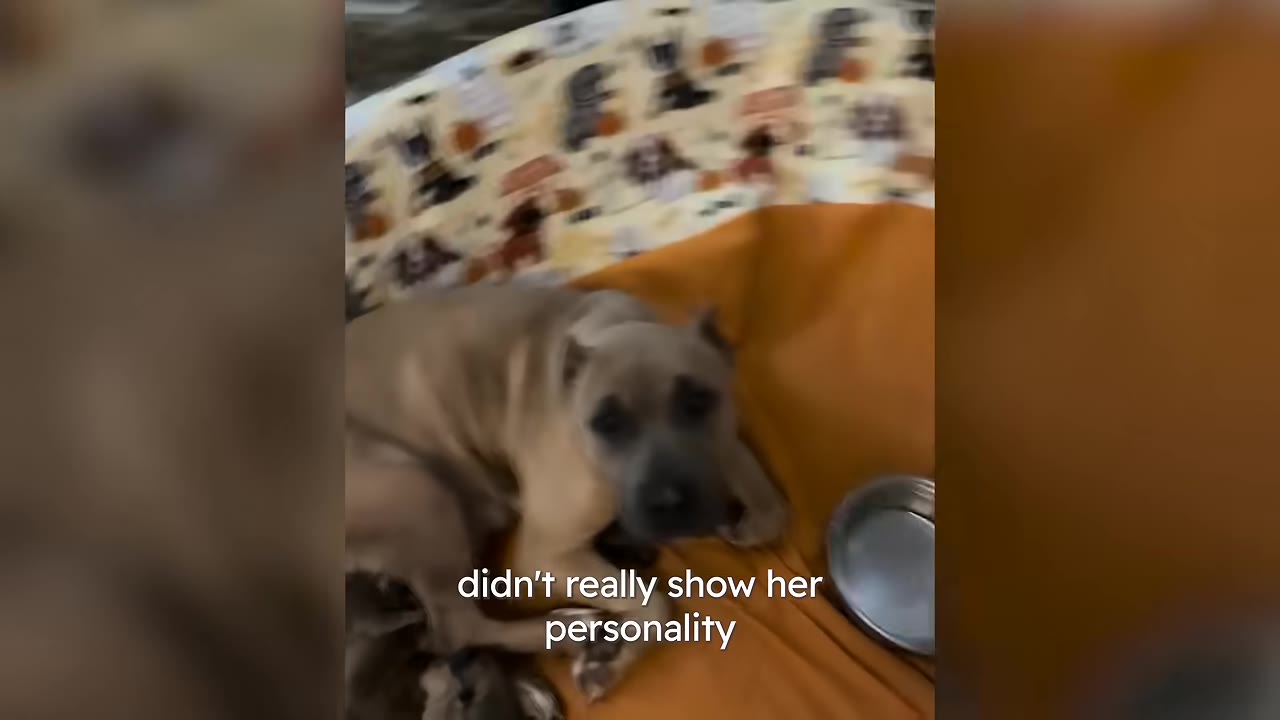 A tan dog with dark, expressive eyes looks directly at the camera while lying on an orange blanket.