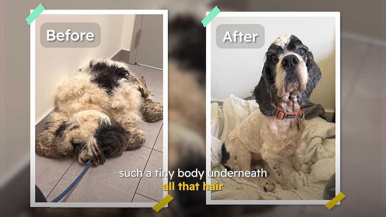 A side-by-side comparison showing a dog named Mr. Pickles before and after grooming; on the left, he is covered in heavily matted, dirty black and white fur, and on the right, he is shaved clean, revealing a small, slender body.
