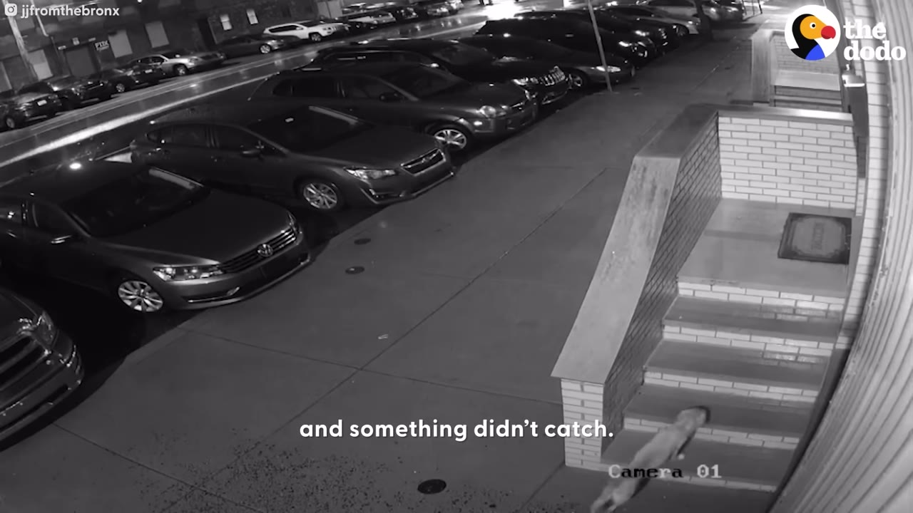 A black-and-white security camera frame showing a small dog walking up the front steps of a house next to parked cars on a street.