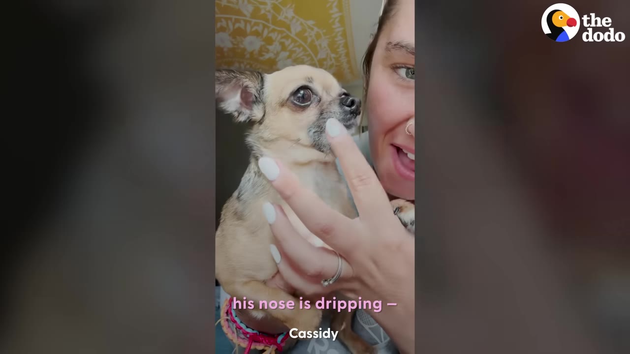 A small tan Chihuahua-mix dog is held close by a woman who is smiling and gently touching the dog's chin with her finger.