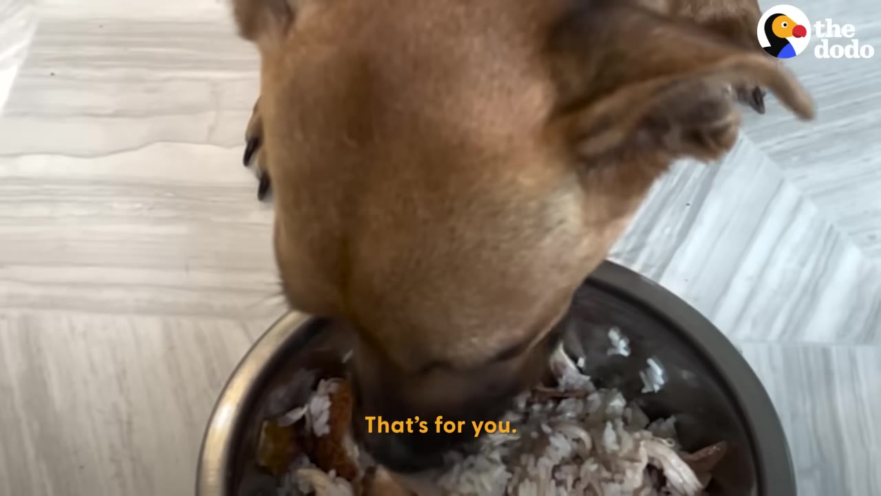 A close-up shot of a brown dog eating a meal of rice and meat from a metal bowl.