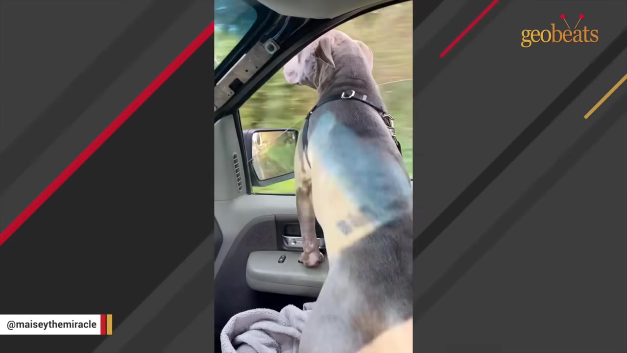 A grey dog wearing a harness stands inside a moving car, looking out the open window at the passing green scenery.