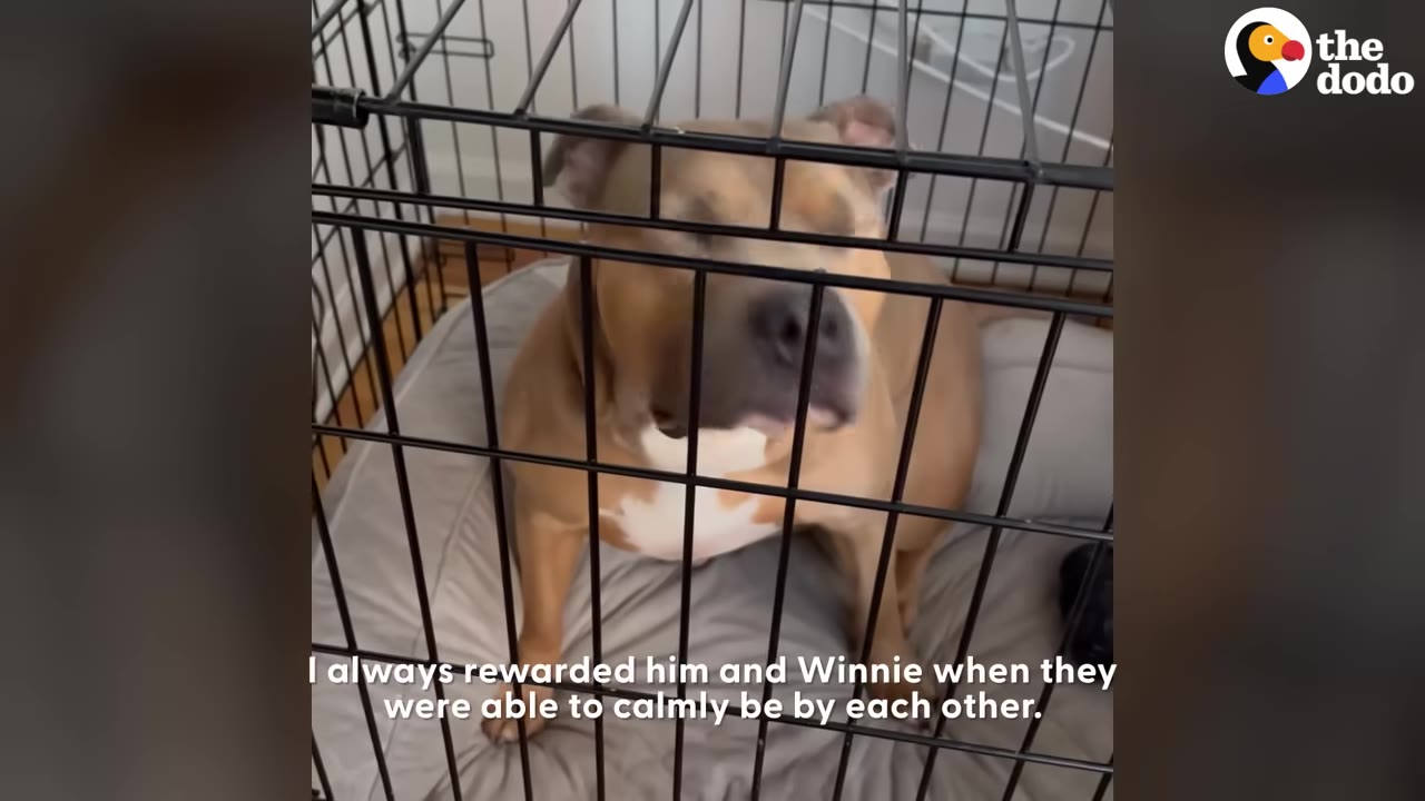 A tan and white dog sitting calmly inside a black wire crate on a grey dog bed.