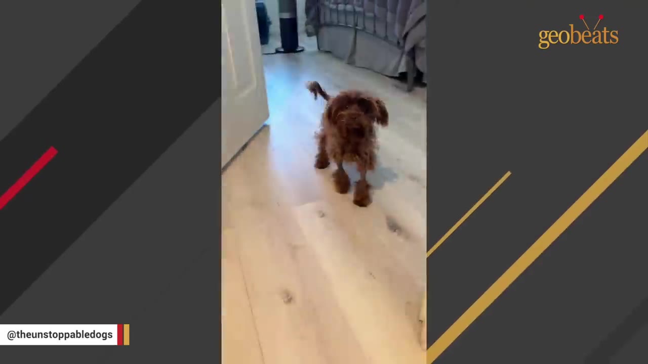 A small, fluffy brown dog with thin legs stands on a light-colored wooden floor.
