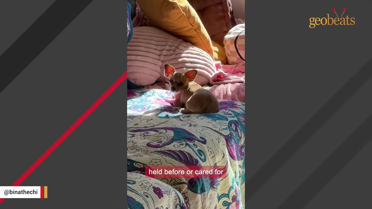 A small tan Chihuahua sits vulnerably on a colorful patterned bedspread surrounded by soft pink and yellow pillows.