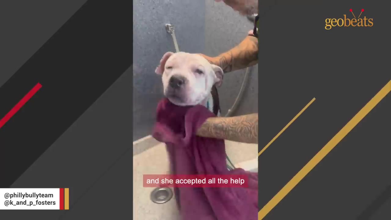 A white dog being gently dried with a purple towel by a person with tattooed arms.