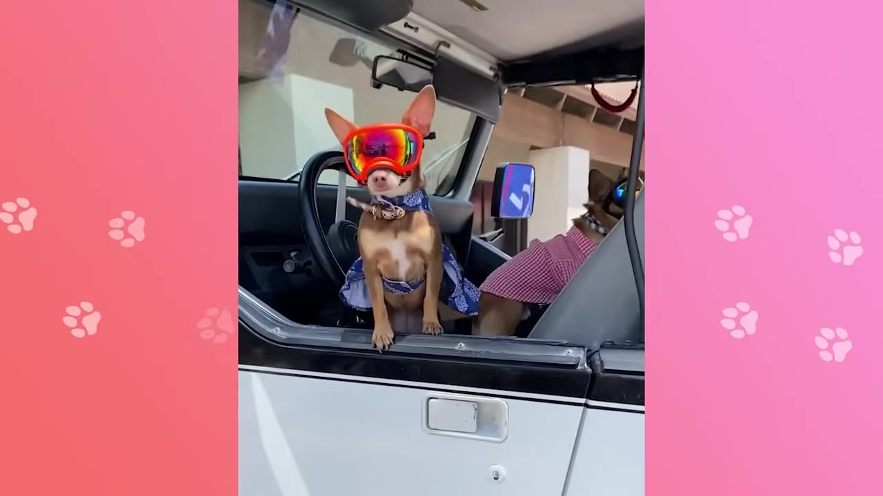 Two small dogs sitting inside a vehicle, with one wearing bright orange goggles and a blue bandana, and the other wearing a red checkered shirt.