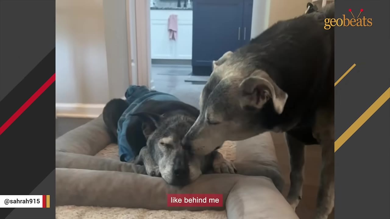 A grey and black dog stands over another dog resting in a dog bed, gently touching its head with its snout.